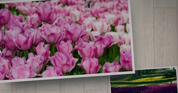 Aperçu de la carte : 1000 fleurs pour 1000 mercis