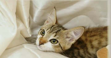 Aperçu de la carte : Merci mille fois pour ta carte