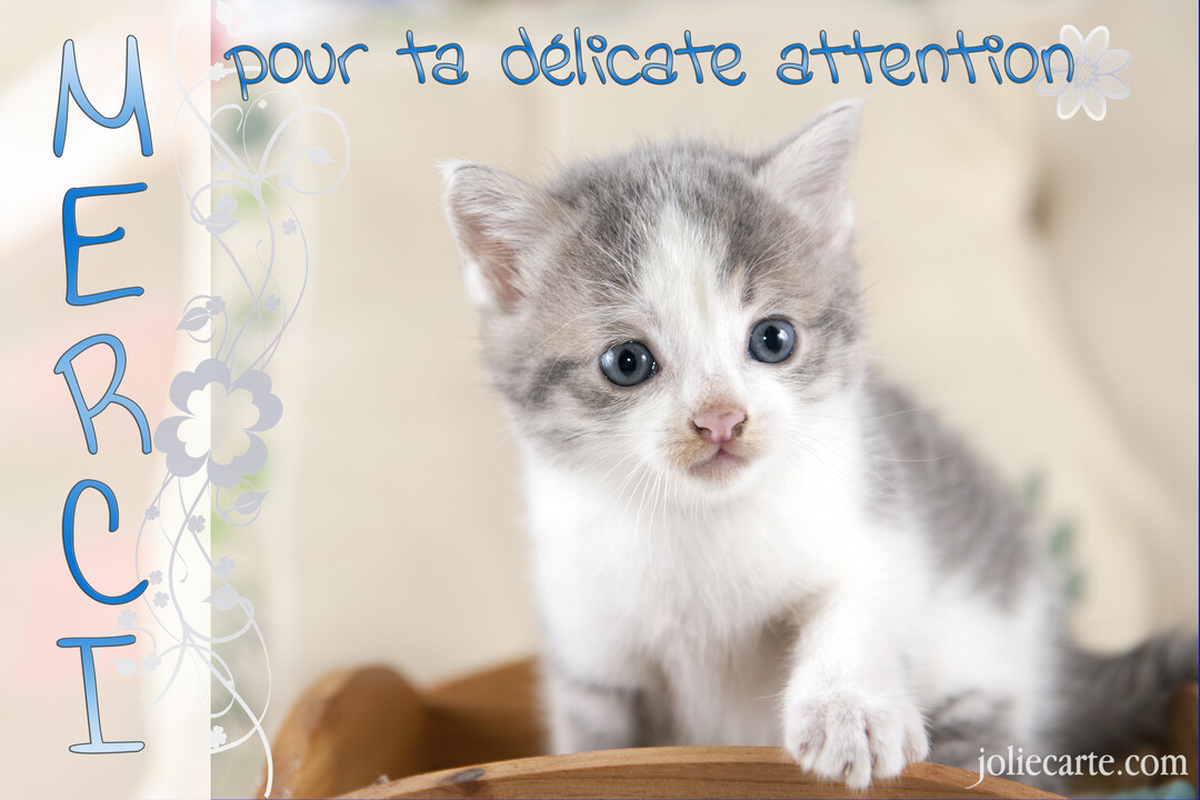 Un jeune chaton gris et blanc aux grands yeux bleus regarde fixement l'objectif, avec le texte 'Merci pour ta délicate attention' écrit au-dessus.