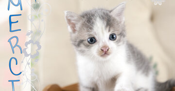 Aperçu de la carte : Merci pour ta délicate attention