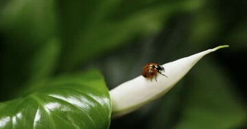 Aperçu de la carte : « Les mots me manquent pour exprimer combien ta pensée me touche... »