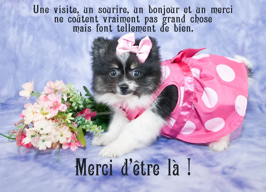 Un jeune chiot poméranien, habillé d'une robe rose à pois et d'un nœud, est assis à côté d'un bouquet de fleurs sur un fond violet.