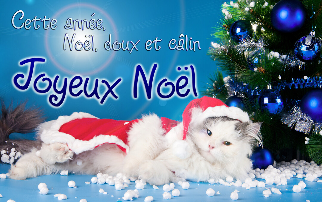 Photographie d'un chat pelucheux en costume de Père Noël, couché près d'un sapin de Noël orné de décorations bleues sur un fond bleu vif.