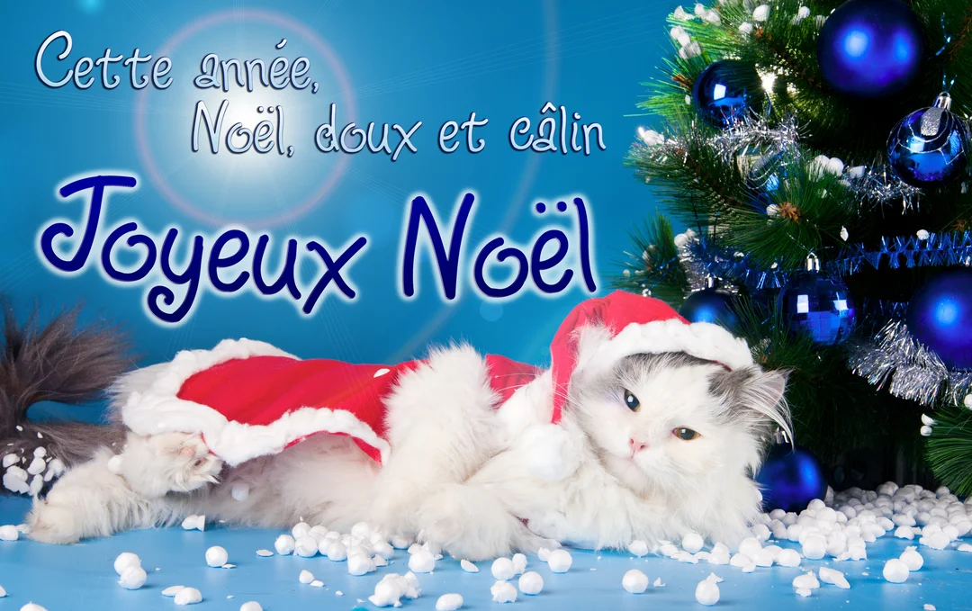 Photographie d'un chat pelucheux en costume de Père Noël, couché près d'un sapin de Noël orné de décorations bleues sur un fond bleu vif.