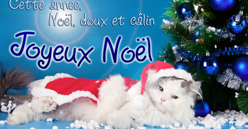 Aperçu de la carte : Cette année, Noël, doux et câlin. Joyeux Noël.