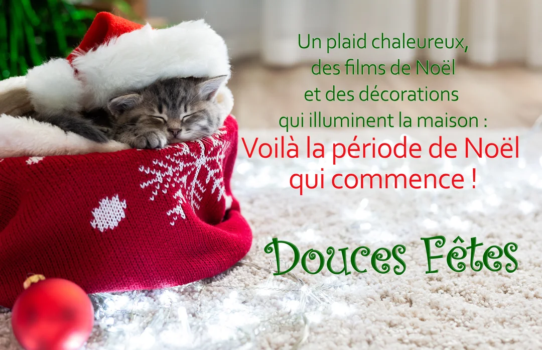 Un petit chaton gris tabby dort paisiblement à l'intérieur d'une chaussette de Noël rouge et blanche, entouré de lumières festives.