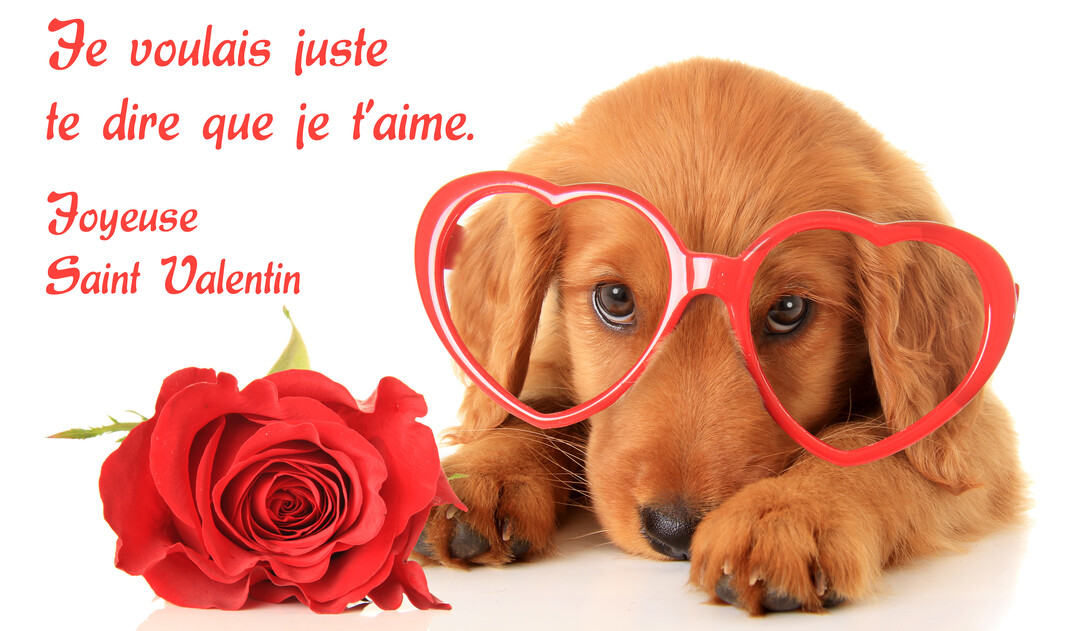 Un chiot roux couché sur fond blanc porte des lunettes rouges en forme de cœur, avec une belle rose rouge à ses côtés.