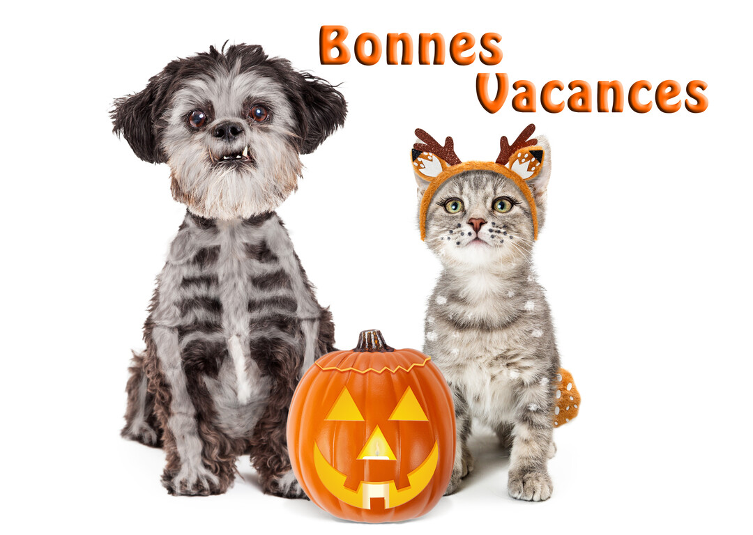 Un chien noir et blanc au pelage taillé en squelette est assis à côté d'un chaton gris déguisé en cerf et d'une citrouille illuminée.