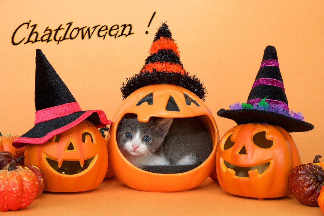 Un jeune chaton gris et blanc est couché à l'intérieur d'une citrouille-lanterne orange, qui porte un chapeau de sorcière noir et orange.