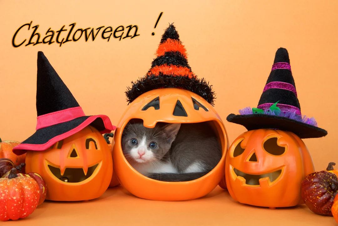 Un jeune chaton gris et blanc est couché à l'intérieur d'une citrouille-lanterne orange, qui porte un chapeau de sorcière noir et orange.