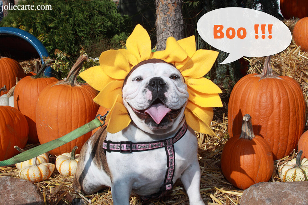 Un bulldog souriant, coiffé d'un déguisement de tournesol, est assis au milieu de citrouilles d'Halloween, avec le mot 'Boo !!!' dans une bulle.