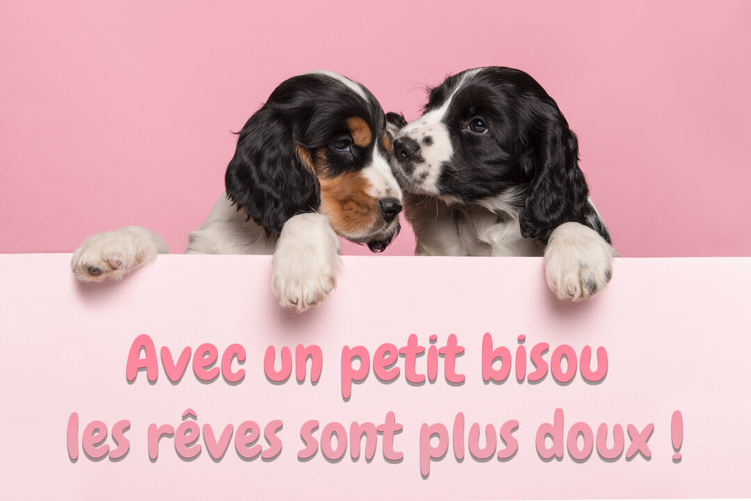 Deux chiots cocker anglais aux longs poils soyeux se penchent par-dessus un panneau rose, l'un semblant chuchoter à l'oreille de l'autre.