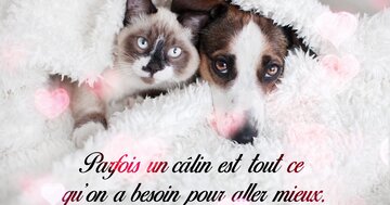 Aperçu de la carte : « Parfois un câlin est tout ce qu'on a besoin... »