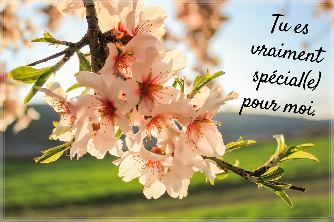 Gros plan sur une branche d'amandier en fleurs, avec des pétales blancs et roses, rétroéclairée par le soleil sur un fond de nature verdoyante.