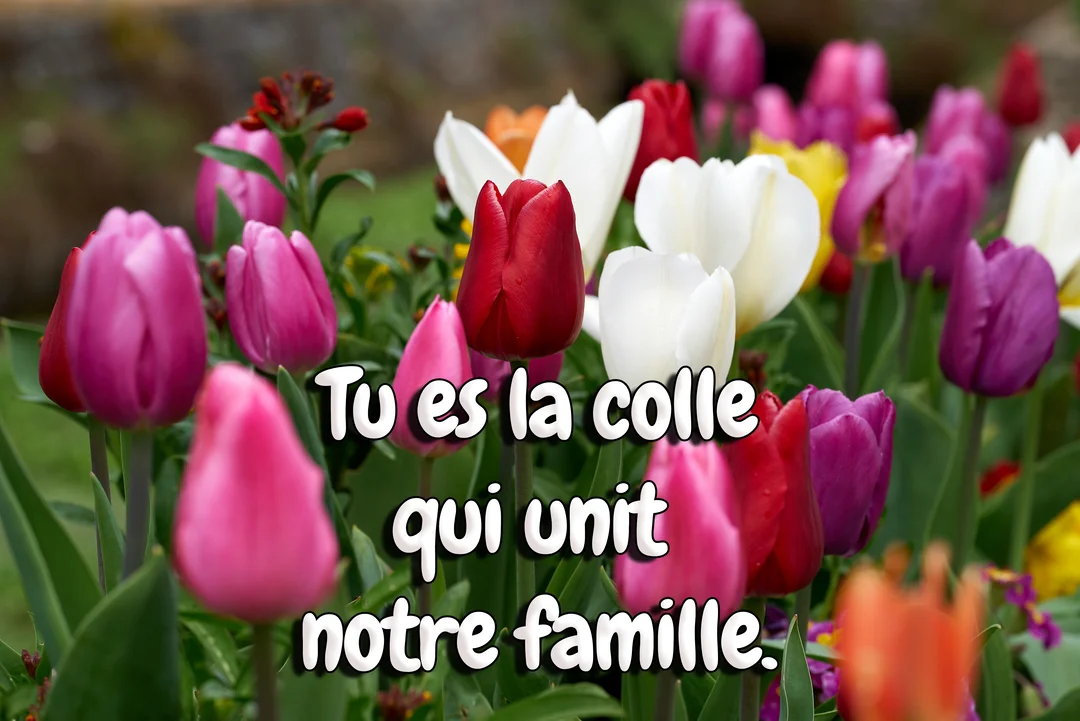 Un champ de tulipes vibrantes et colorées en pleine floraison sert de toile de fond à une citation affectueuse sur l'unité familiale.