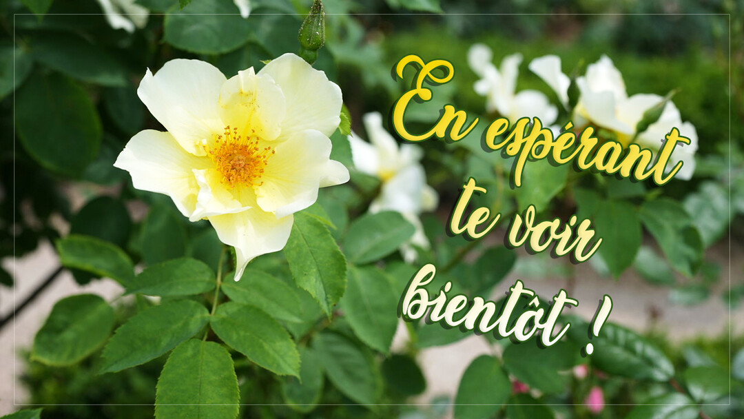 Une photographie en gros plan d'une rose jaune pâle aux pistils orangés, entourée de son feuillage vert, avec un texte manuscrit superposé.