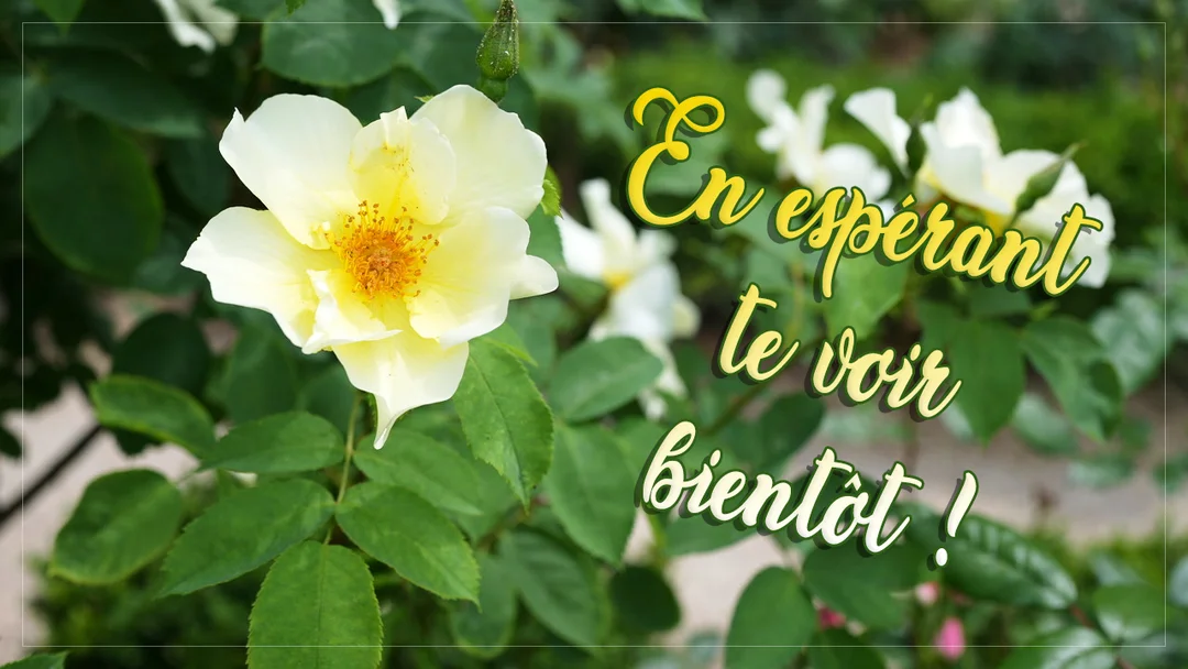 Une photographie en gros plan d'une rose jaune pâle aux pistils orangés, entourée de son feuillage vert, avec un texte manuscrit superposé.