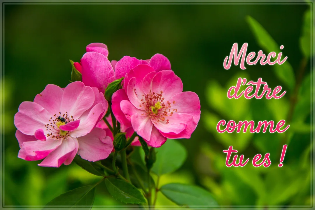 Photographie en gros plan de plusieurs roses sauvages roses et fuchsia, avec le texte 'Merci d'être comme tu es !' écrit à droite.