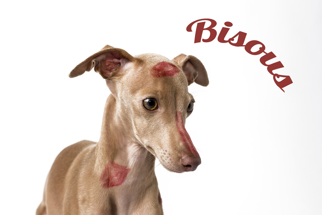 Photographie d'un petit chien lévrier de couleur fauve, sur fond blanc, avec des marques de baisers rouges sur son visage et son cou.