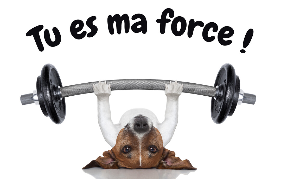 Sur un fond blanc uni, un petit chien tricolore, allongé sur le dos, regarde la caméra tout en soulevant une lourde barre de musculation.