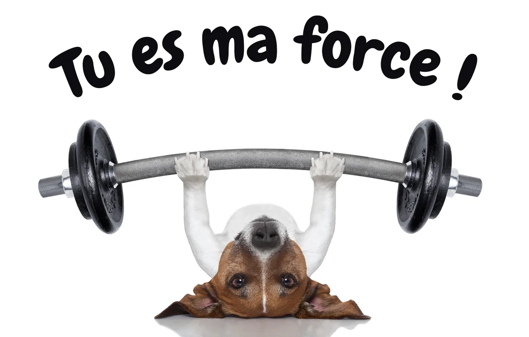 Sur un fond blanc uni, un petit chien tricolore, allongé sur le dos, regarde la caméra tout en soulevant une lourde barre de musculation.