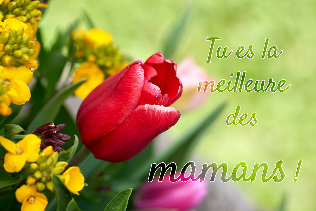 Une photographie en gros plan d'une tulipe rouge éclatante au sein d'un bouquet, avec un texte superposé déclarant 'Tu es la meilleure des mamans !'.
