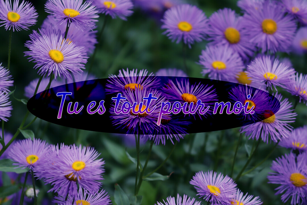 Un parterre de fleurs d'asters violets et jaunes sert de toile de fond au texte 'Tu es tout pour moi' dans une ellipse foncée.