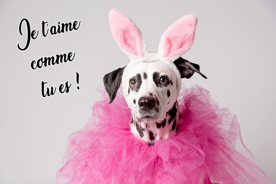 Un chien dalmatien au pelage tacheté regarde l'objectif, affublé d'un tutu rose et d'un serre-tête avec des oreilles de lapin.
