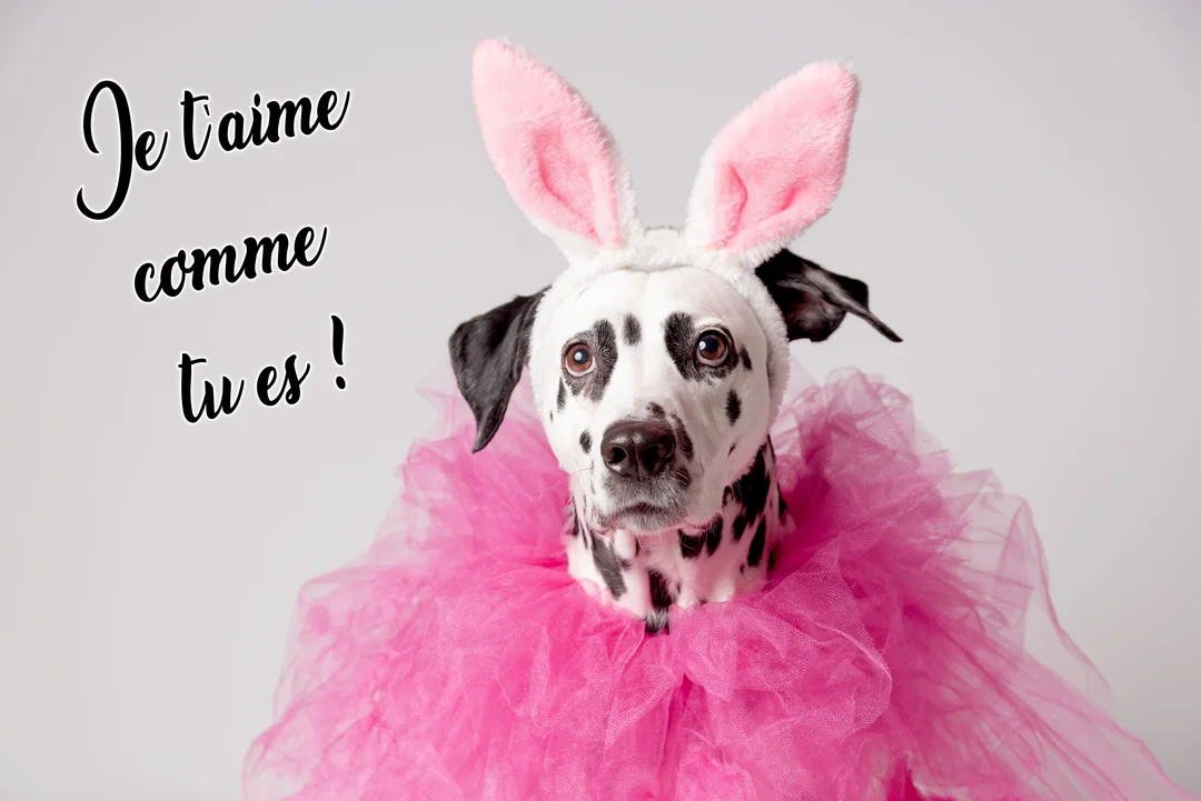 Un chien dalmatien au pelage tacheté regarde l'objectif, affublé d'un tutu rose et d'un serre-tête avec des oreilles de lapin.