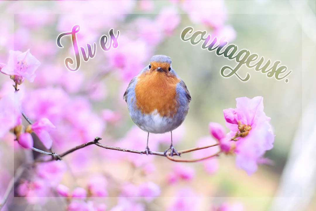 Un rouge-gorge au poitrail orange est perché sur une branche fine, devant un arrière-plan flou de fleurs roses, avec le texte "Tu es courageuse".