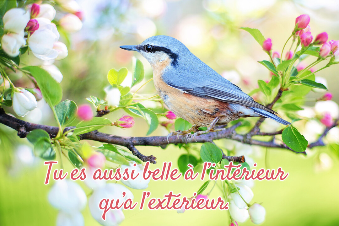 Une sittelle torchepot bleue et orange est perchée sur une branche de pommier en fleurs blanches et roses, sur un fond vert lumineux.