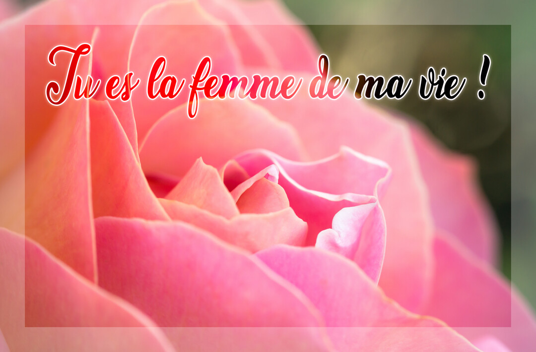 Gros plan sur les pétales d'une magnifique rose rose avec le texte 'Tu es la femme de ma vie !' superposé en écriture manuscrite.