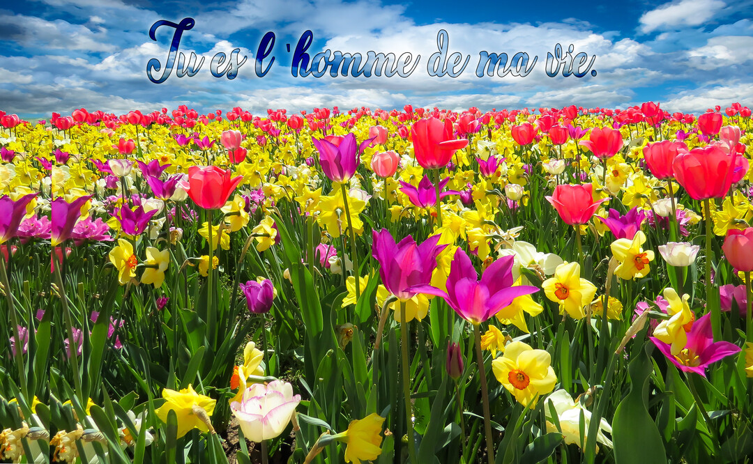 Un vibrant champ de tulipes et jonquilles multicolores s'étend sous un ciel bleu nuageux, avec une inscription calligraphiée 'Tu es l'homme de ma vie'.