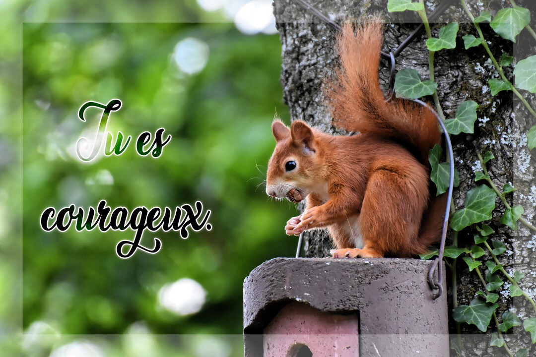Un écureuil roux est assis sur un perchoir en bois, grignotant une noisette près d'un tronc d'arbre couvert de lierre.