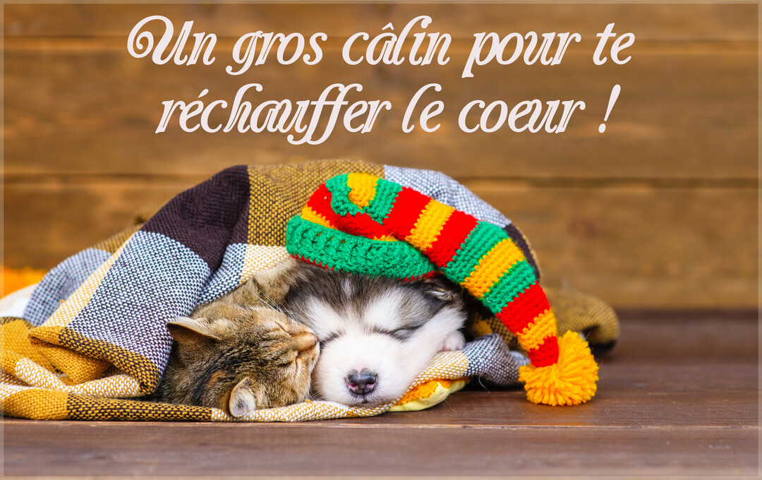 Un chiot et un chaton dorment paisiblement côte à côte sous une couverture, le chiot coiffé d'un bonnet tricoté multicolore sur fond de bois.