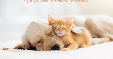 Aperçu de la carte : Tu es mon insomnie préférée !