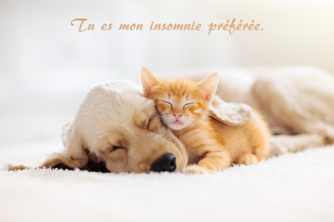 Un adorable chaton roux dort paisiblement, sa tête reposant sur la joue d'un chiot golden retriever, sur un fond blanc et lumineux.