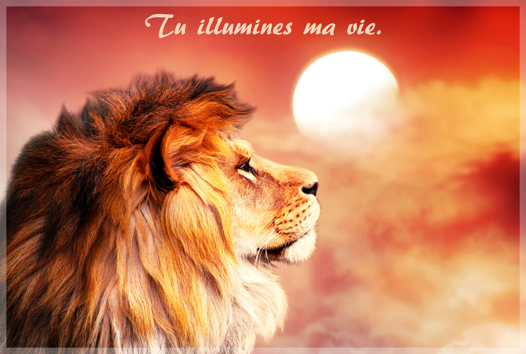 Un lion majestueux à l'épaisse crinière, vu de profil, lève la tête vers un soleil brillant dans un ciel aux teintes orangées.