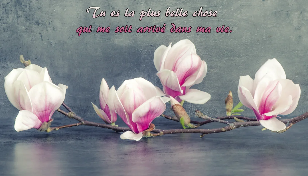 Sur un fond texturé gris, une branche horizontale porte plusieurs fleurs de magnolia épanouies, blanches et roses, avec un texte manuscrit superposé.