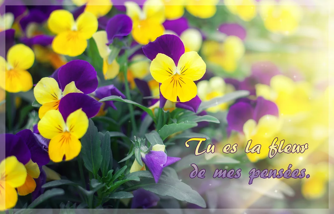 Un parterre de fleurs de pensées aux pétales jaunes et violets, baigné d'une douce lumière, illustre un message d'affection manuscrit.