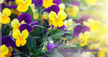 Aperçu de la carte : Tu es la fleur
 de mes pensées.