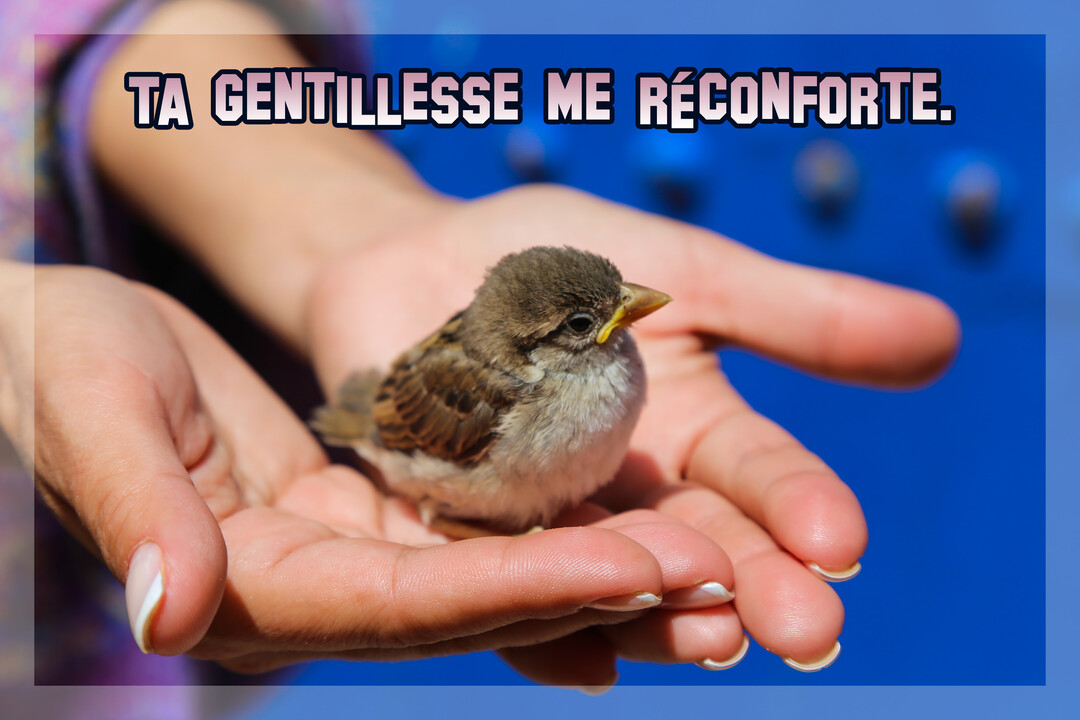 Gros plan sur un oisillon moineau, brun et gris, blotti en toute confiance dans les mains jointes d'une personne sur un fond bleu vif.