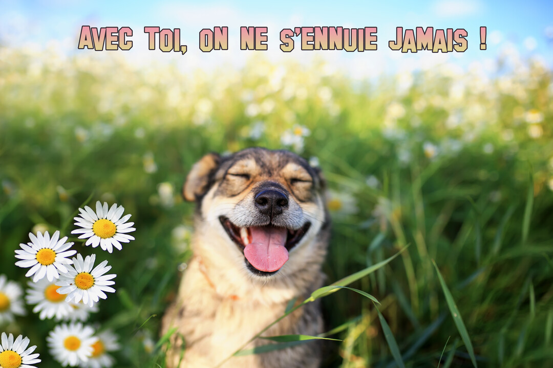 Un chien souriant, les yeux fermés de bonheur, est allongé dans une prairie verdoyante remplie de marguerites sous un ciel bleu.