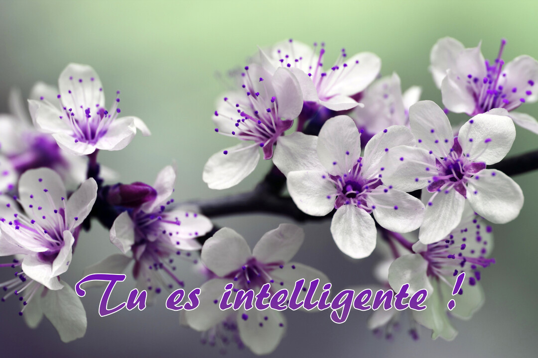 Gros plan sur une branche de fleurs de cerisier blanches au cœur violet, avec l'inscription 'Tu es intelligente !' en police manuscrite.