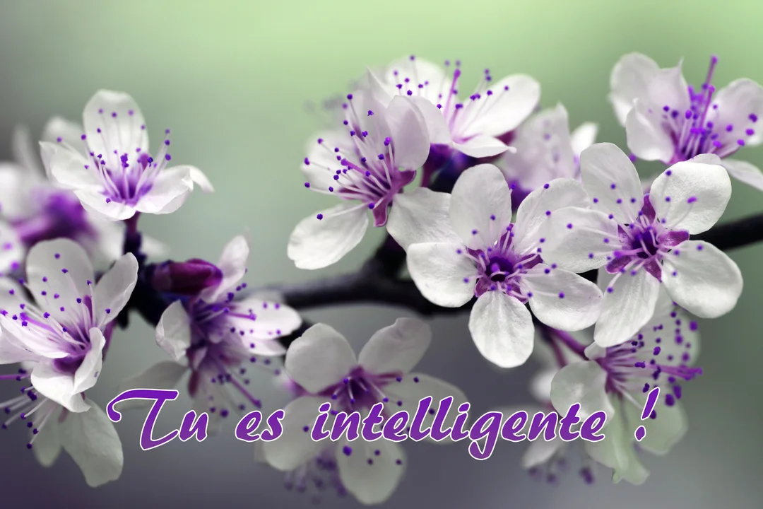 Gros plan sur une branche de fleurs de cerisier blanches au cœur violet, avec l'inscription 'Tu es intelligente !' en police manuscrite.
