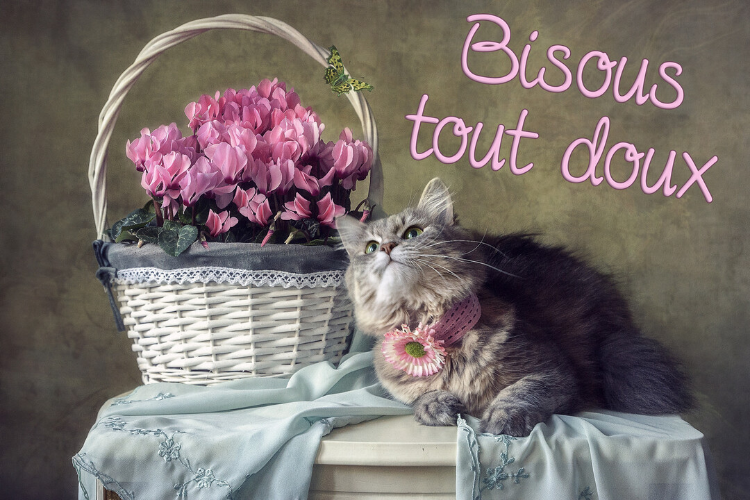 Une photographie d'un chat gris à poil long, orné d'un collier à fleur, posant à côté d'un panier de cyclamens roses.