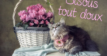 Aperçu de la carte : Bisous tout doux