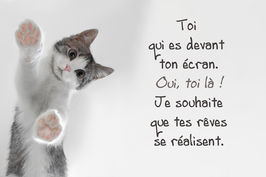 Un jeune chaton gris et blanc, photographié en contre-plongée, regarde l'objectif avec ses pattes posées sur une surface transparente, à côté d'un texte.