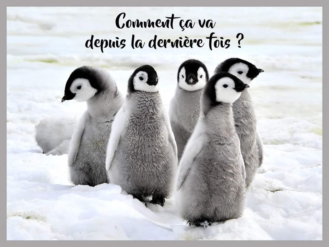 Photographie d'un groupe de cinq bébés manchots empereurs au duvet gris se tenant serrés les uns contre les autres sur une banquise enneigée.