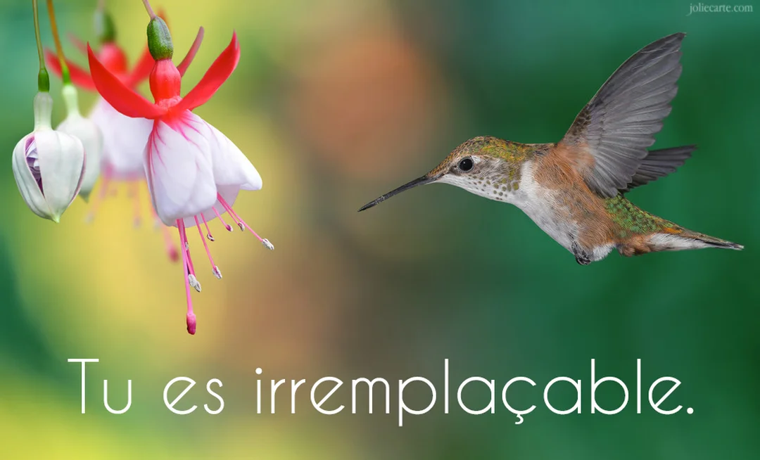 Un colibri aux plumes vertes et brunes vole vers une fleur de fuchsia rose et blanche sur un fond végétal doucement estompé.